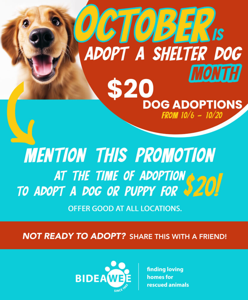 October is Adopt a Shelter Dog Month at Bideawee